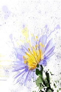 Art Obrazy - Kvety zv6062